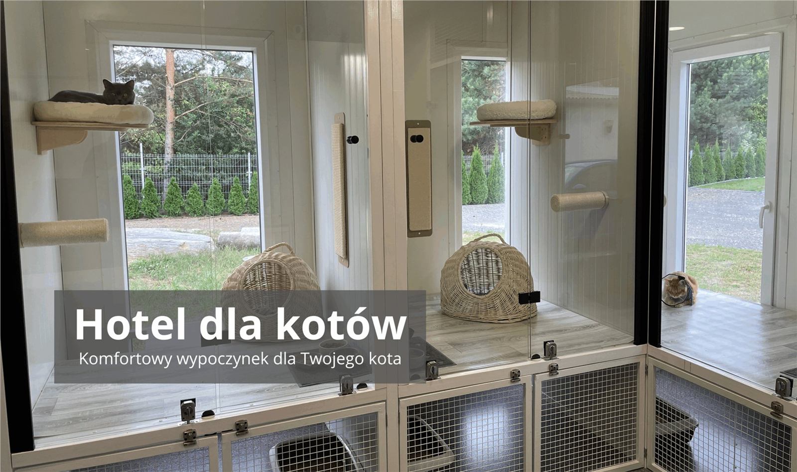 Prywatne pokoje hotelu dla kotów CatHouse w Luboszycach
